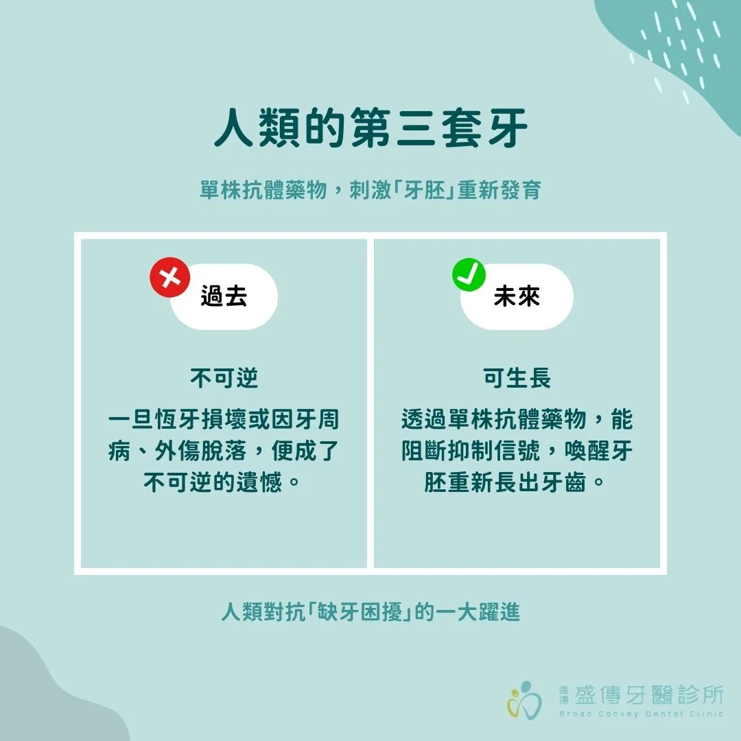 人類的第三套牙